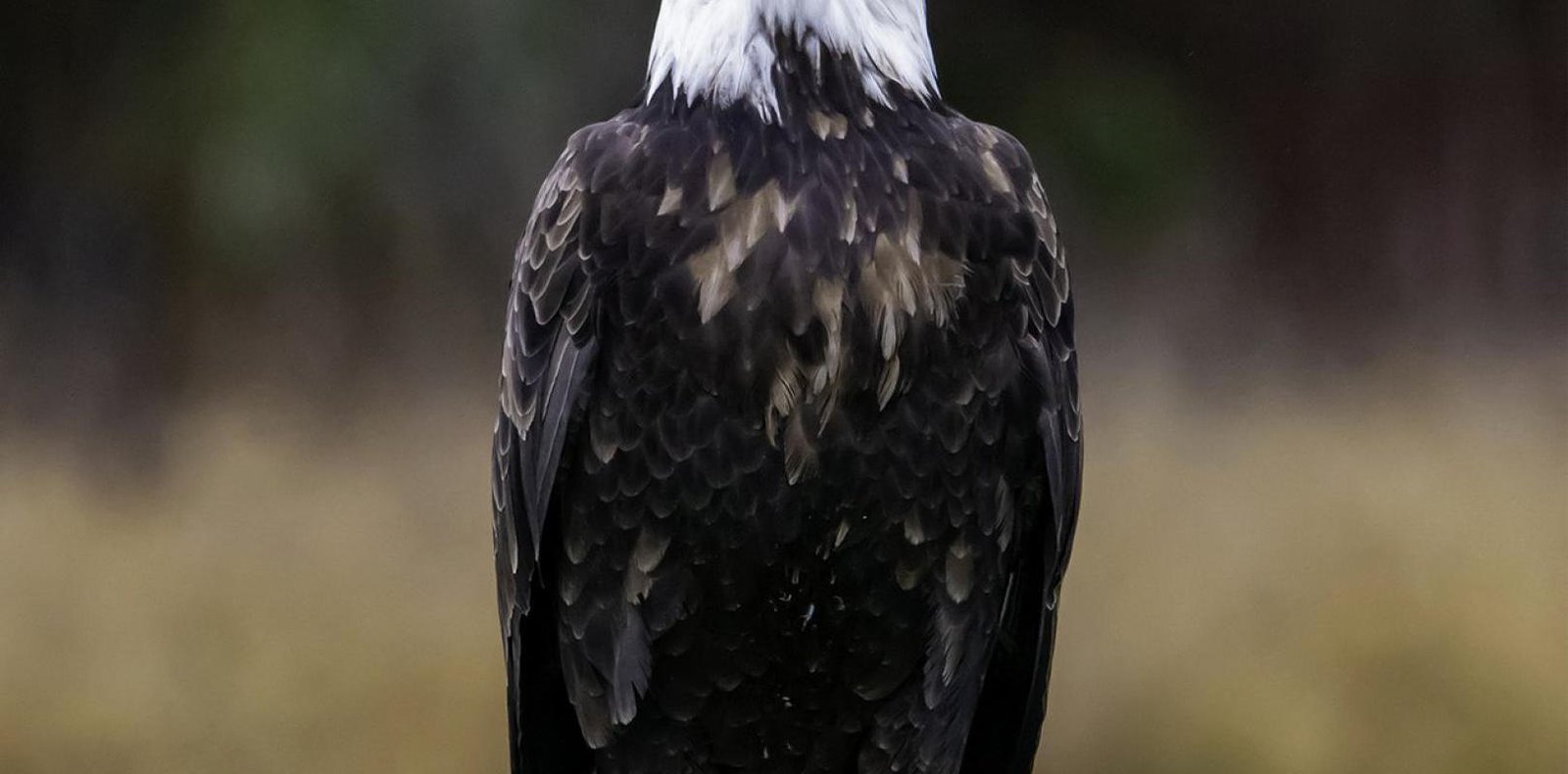 Mirando al Águila Calva