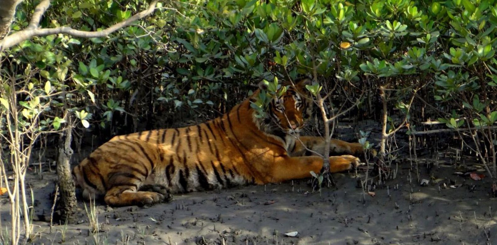 Avistar un tigre en el Parque Nacional de Sunderbans