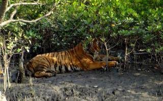 Avistar un tigre en el Parque Nacional de Sunderbans
